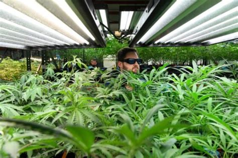 Colorado’s cannabis industry has fallen on hard times. What does the future hold?